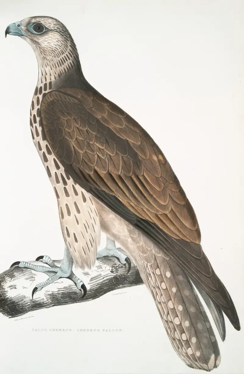 Cherrug Falcon, Falco cherrug. av John Edward Gray