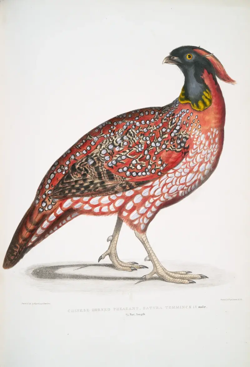 Chinesischer Hornfasan, Satyra Temminckii von John Edward Gray