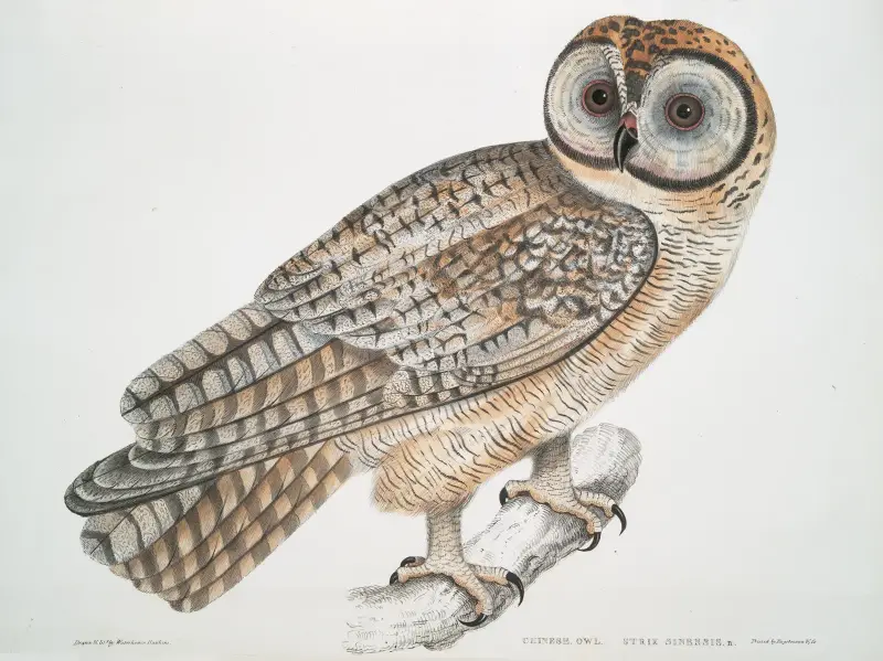 Chinese Owl, Strix Sinensis. av John Edward Gray