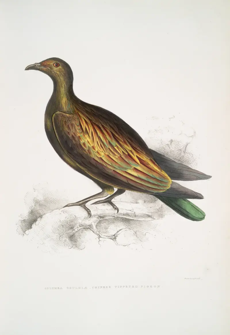 Kinesisk tippad duva, Columba Gouldioe. av John Edward Gray