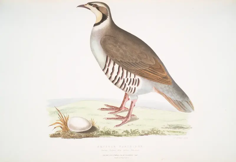 Chukarhöna, Perdix chukar. Indien. Naturlig storlek. av John Edward Gray