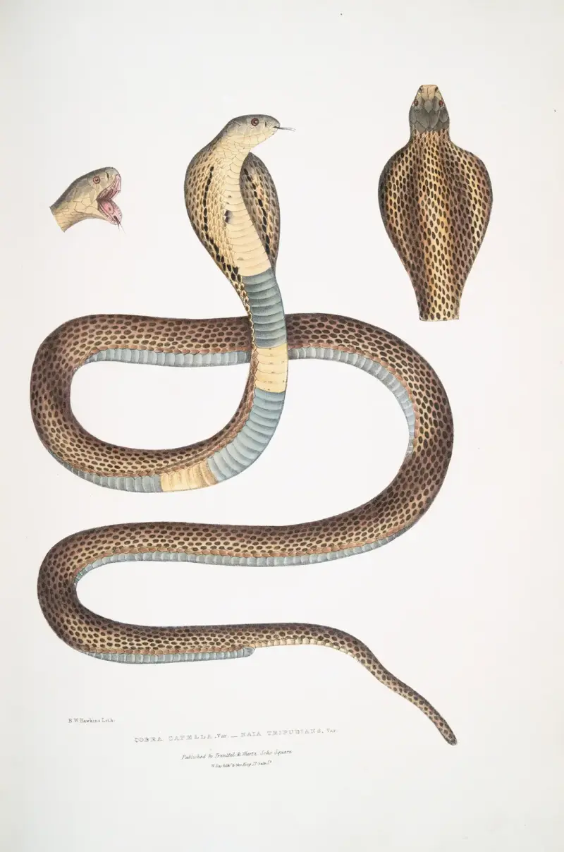 Cobra Capella, var., Naia tripudians, var. von John Edward Gray