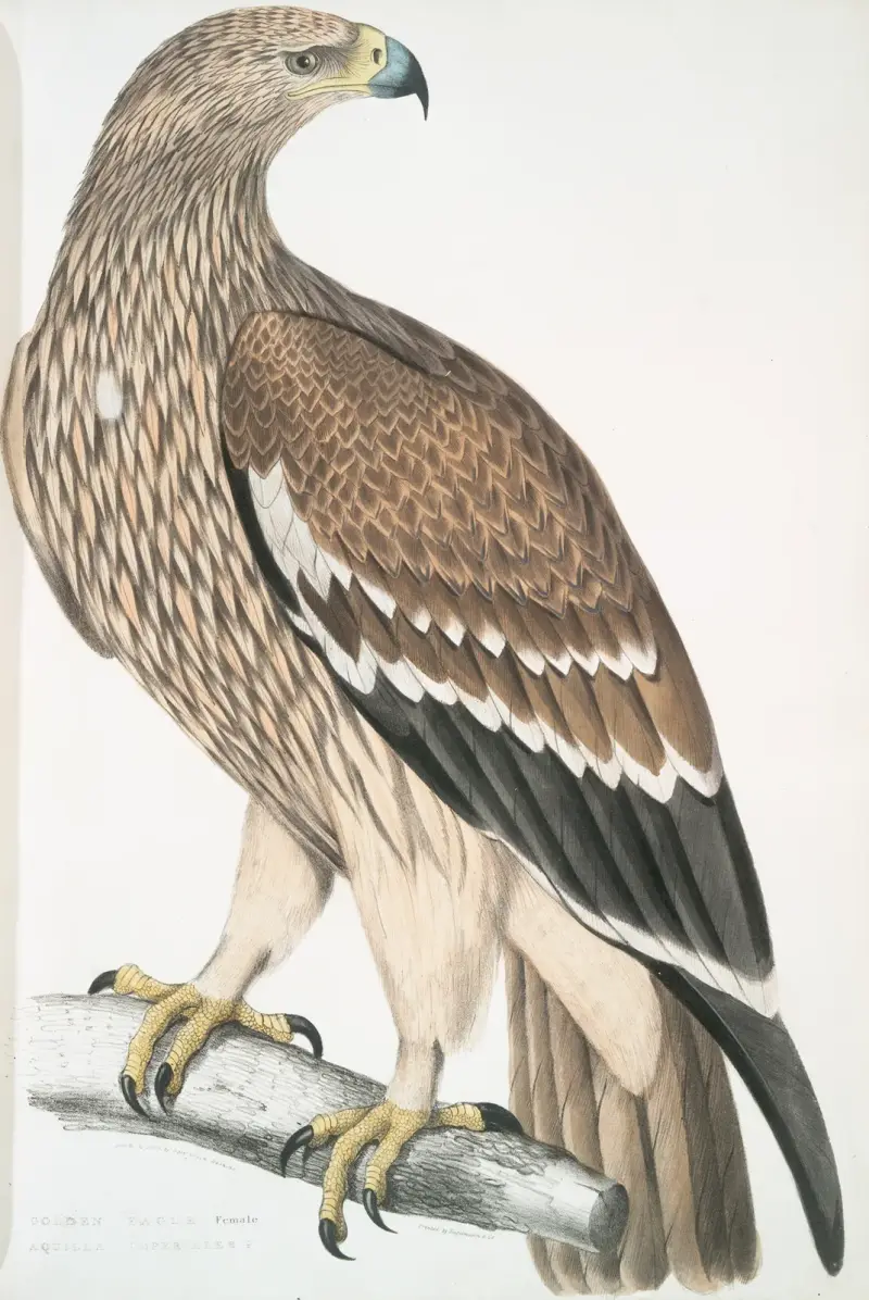 Kungsörn, Aquila heliaca. Hona. av John Edward Gray