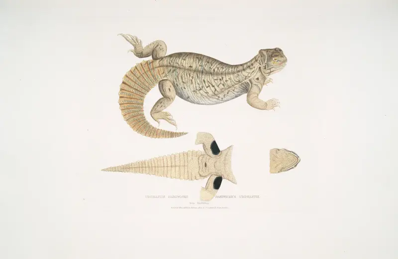 Hardwickes taggsvansagam, Uromastyx hardwickii. Från Hindustan. av John Edward Gray