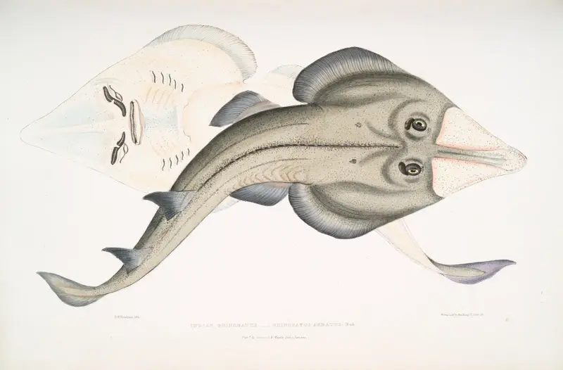 Indisk bepansrad gitarrfisk, Rhinobatos armatus av John Edward Gray