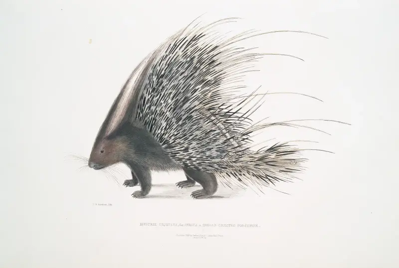 Indisches Stachelschwein, Histrix cristata. von John Edward Gray