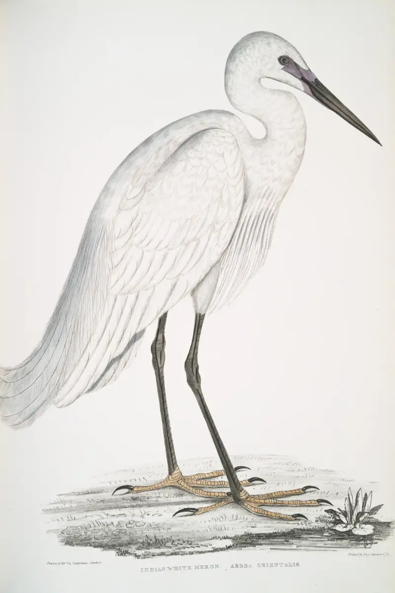 Indischer Weißreiher, Ardea orientalis. von John Edward Gray