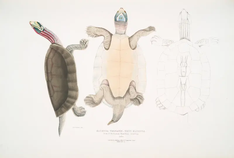 Kachuga Terrapin, Emys Kachuga. av John Edward Gray