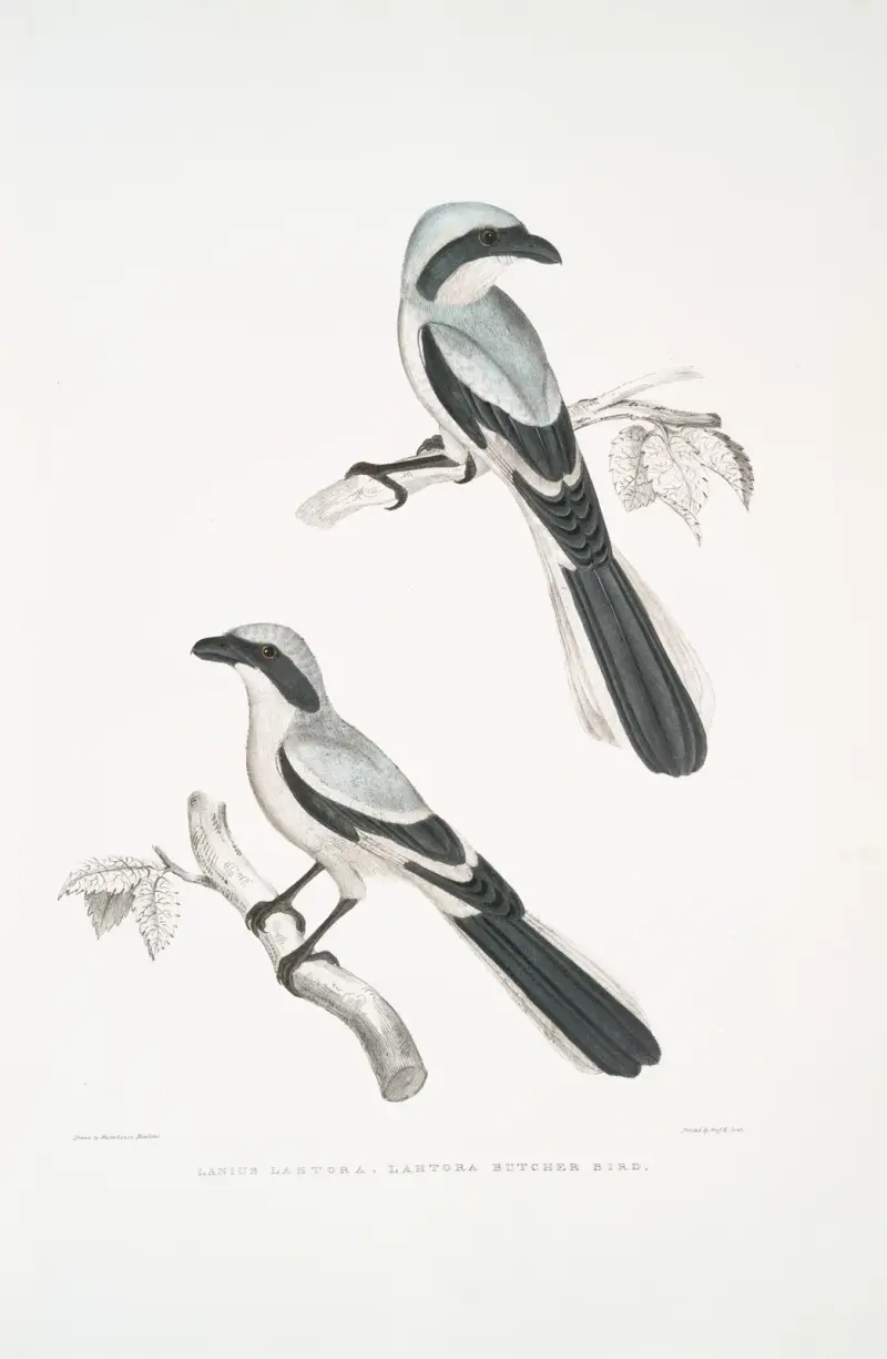 Lahtora Butcher Bird, Lanius Lahtora. von John Edward Gray
