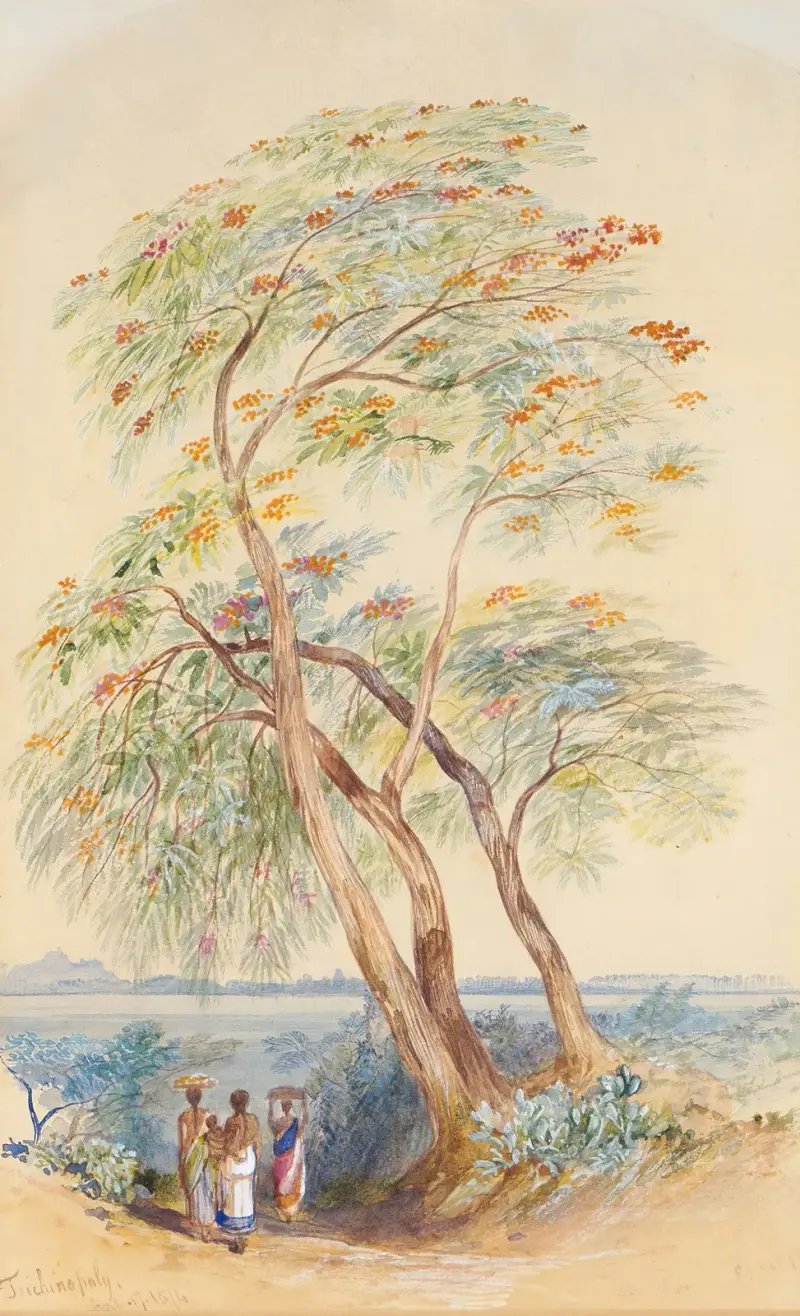 Studie stromu, Tiruččiráppalli, Indie, Edward Lear