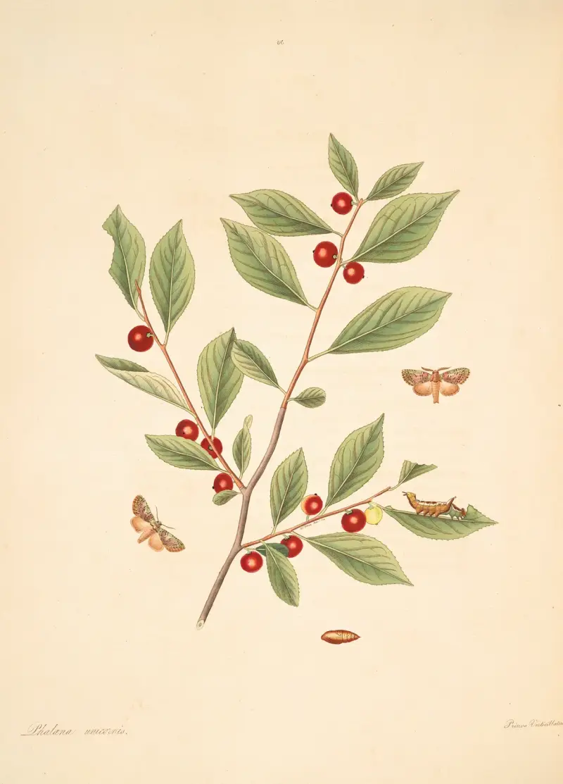 Naturalhistoria över Georgias sällsynta fjärilar, plansch 86 av James Edward Smith