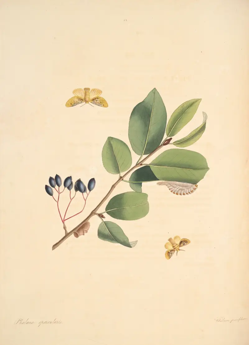 Die Naturgeschichte der selteneren Schmetterlingsinsekten von Georgia Taf. 053 von James Edward Smith