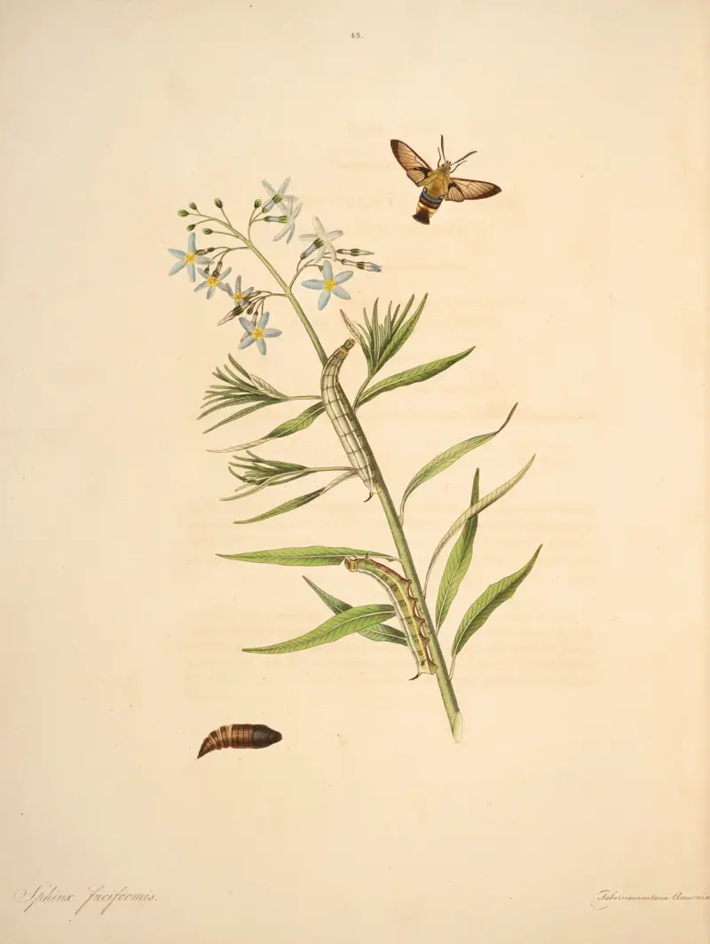 Die Naturgeschichte der selteneren Schmetterlingsinsekten von Georgia Taf. 043 von James Edward Smith