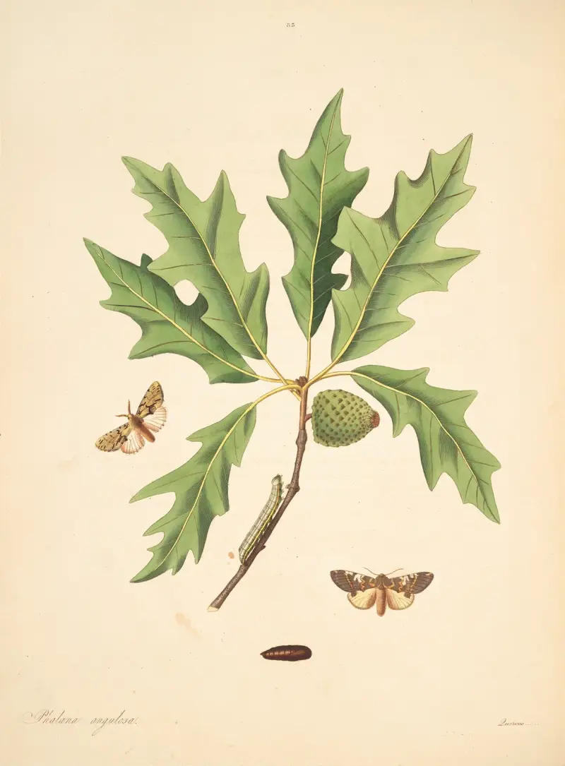 Naturalhistoria över Georgias sällsynta fjärilar, plansch 83 av James Edward Smith