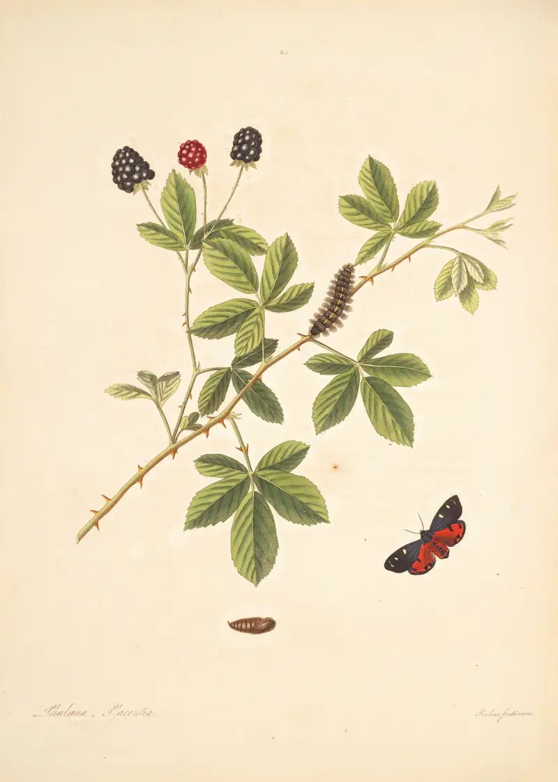 Naturalhistoria över Georgias sällsynta fjärilar, plansch 65 av James Edward Smith