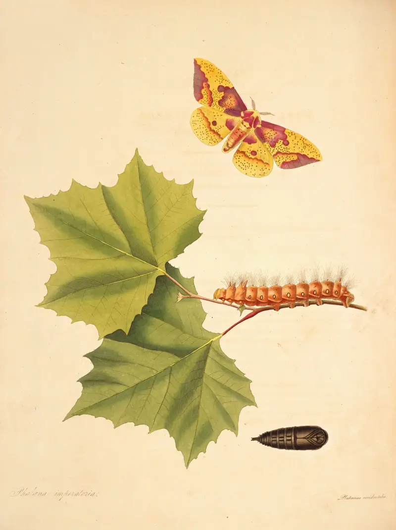 Naturalhistoria över Georgias sällsynta fjärilar, plansch 55 av James Edward Smith
