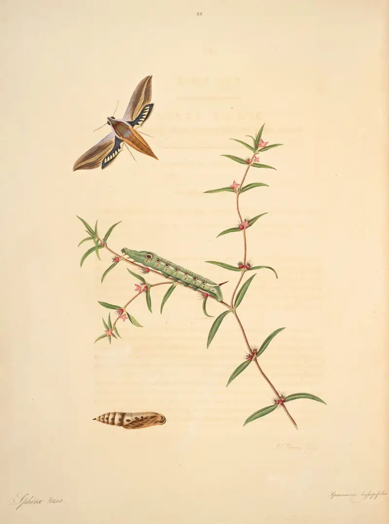 Die Naturgeschichte der selteneren Schmetterlinge Georgias Taf. 038 von James Edward Smith