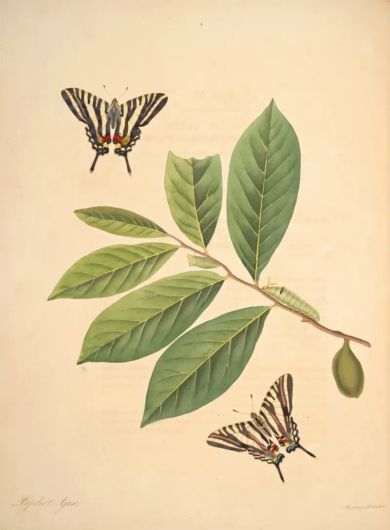 Naturalhistoria över Georgias sällsynta fjärilar, plansch 4 av James Edward Smith