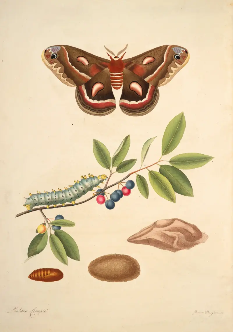 Naturalhistoria över Georgias sällsynta fjärilar, plansch 45 av James Edward Smith