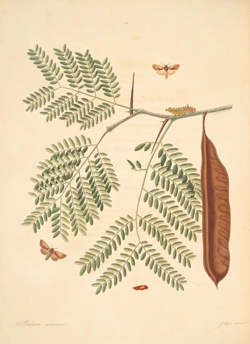 Naturalhistoria över Georgias sällsynta fjärilar, plansch 85 av James Edward Smith
