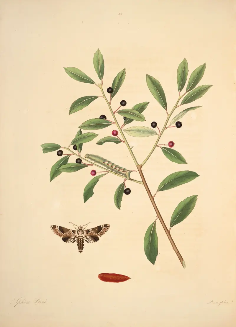 Naturalhistoria över Georgias sällsynta fjärilar, plansch 35 av James Edward Smith