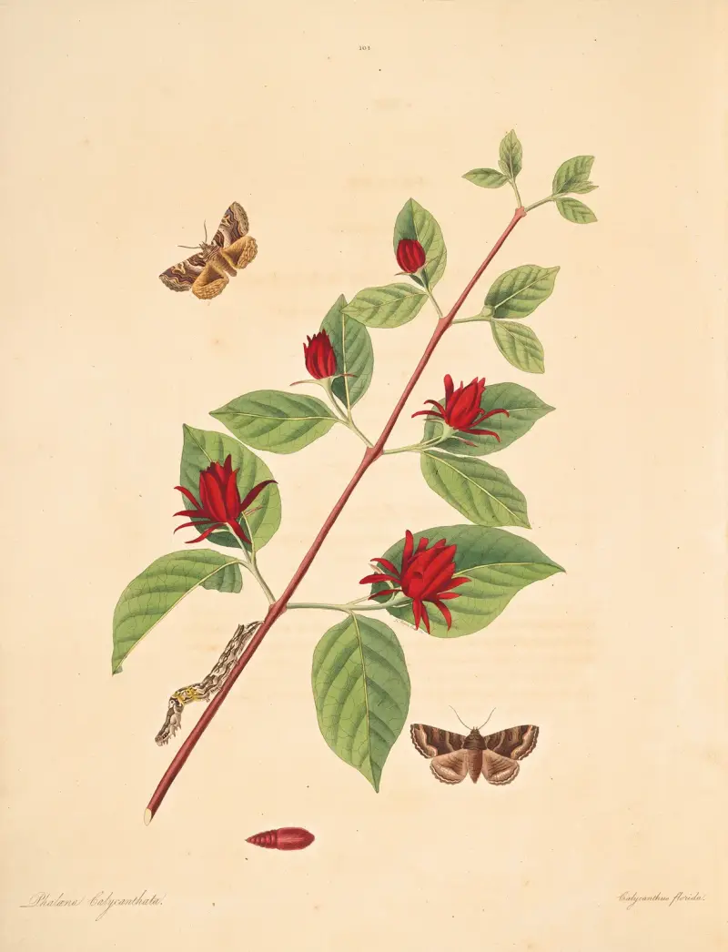 Naturalhistoria över Georgias sällsynta fjärilar, plansch 104 av James Edward Smith