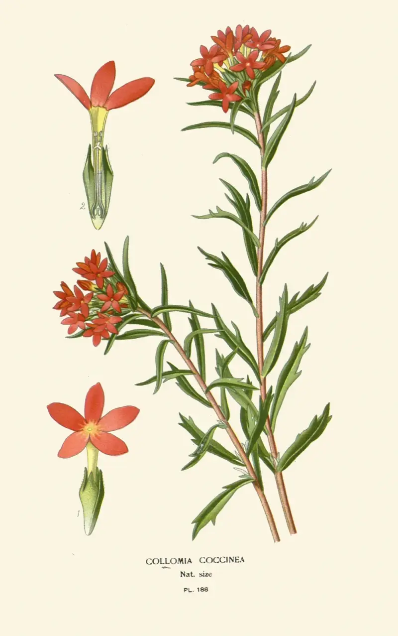 Collomia coccinea von Edward Step