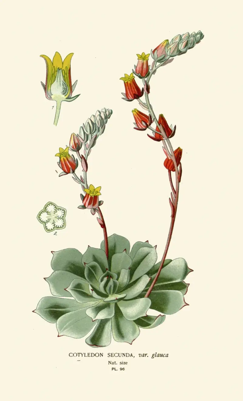 Cotyledon Secunda von Edward Step