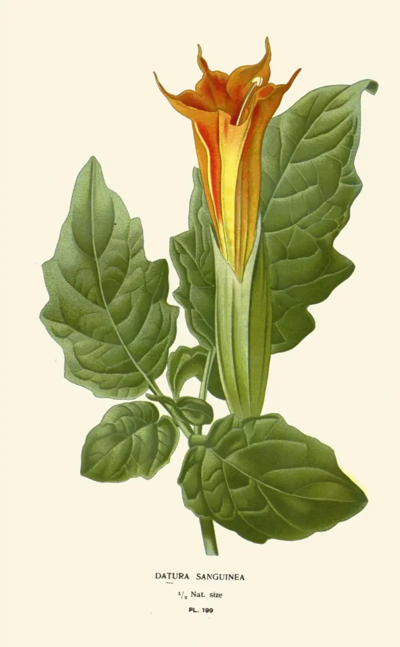 Datura Sanguinea av Edward Step