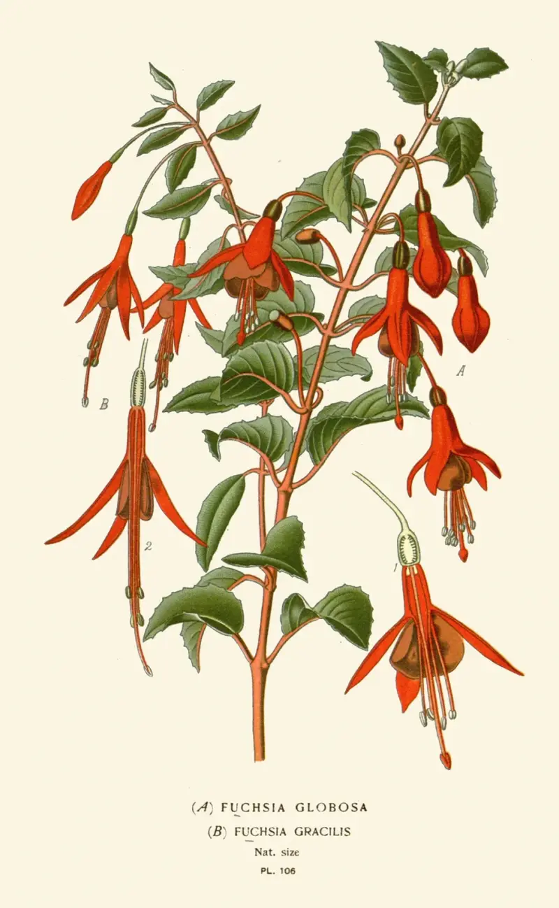 Fuksia globosa, Fuchsia gracilis av Edward Step