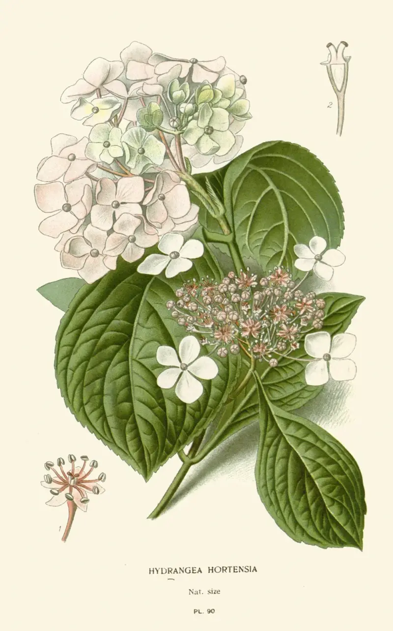 Hydrangea Hortensia av Edward Step