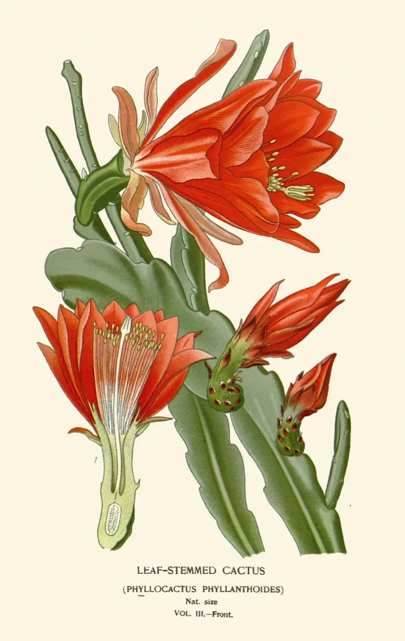 Leaf-Stemmed Cactus av Edward Step
