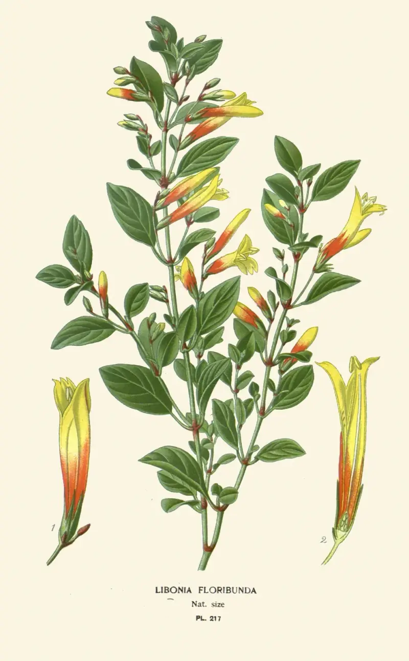 Libonia Floribunda av Edward Step