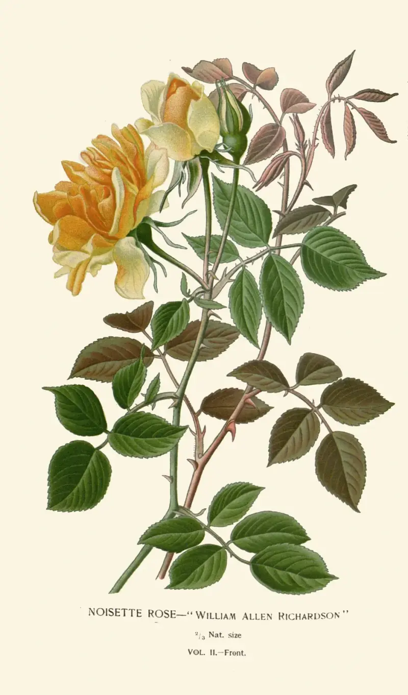 Noisette Rose av Edward Step