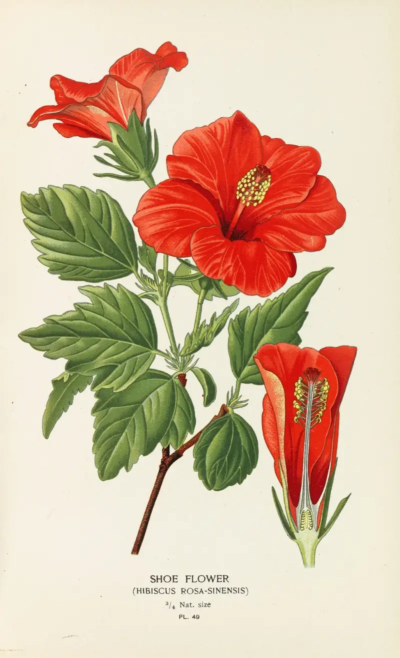 Schuhblume von Edward Step