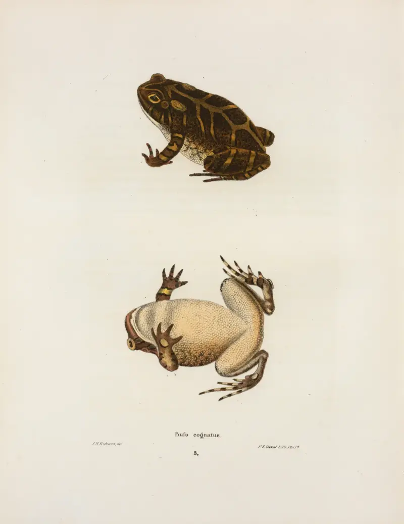 Bufo cognatus, John Edwards Holbrook