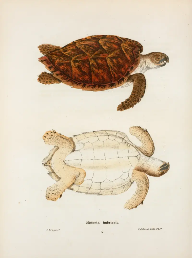 Chelonia imbricata. von John Edwards Holbrook