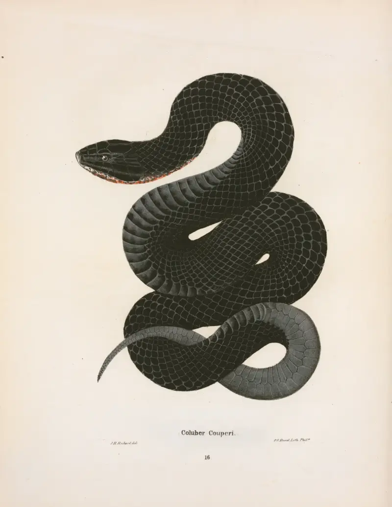 Coluber Couperi. av John Edwards Holbrook