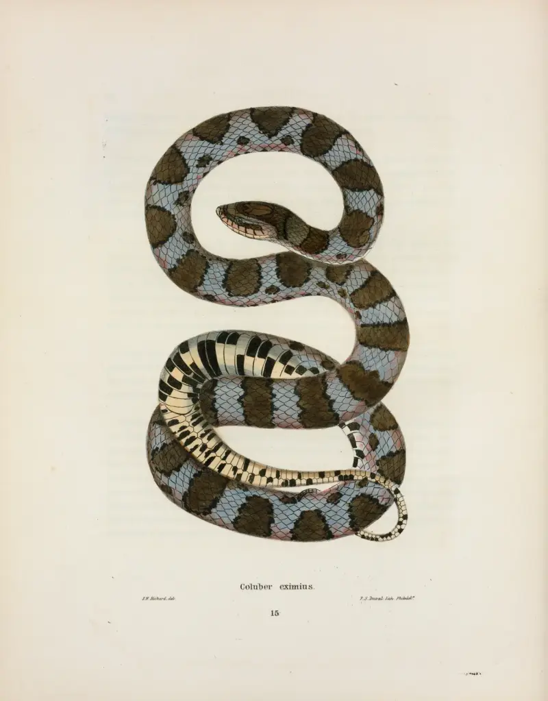 Coluber eximius von John Edwards Holbrook