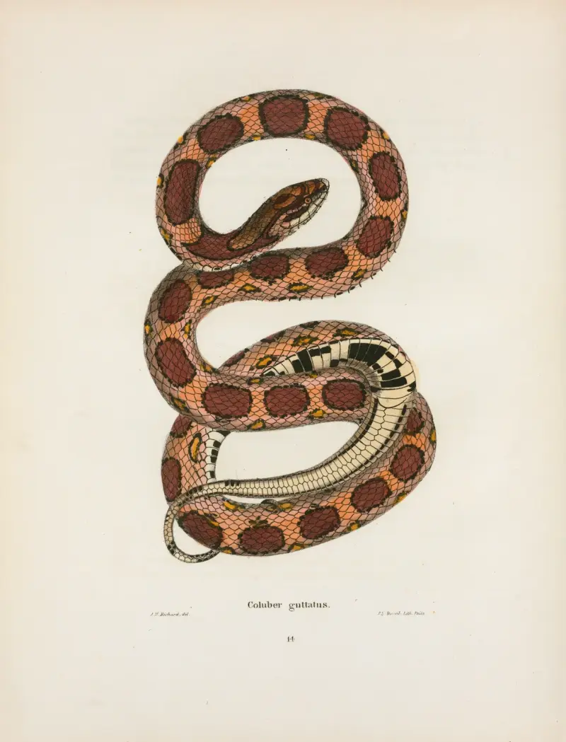Coluber guttatus. av John Edwards Holbrook