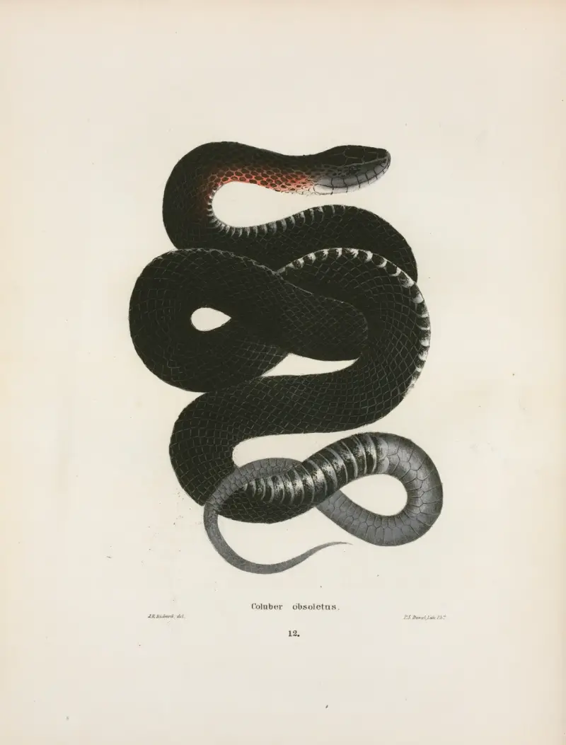 Coluber obsoletus. av John Edwards Holbrook