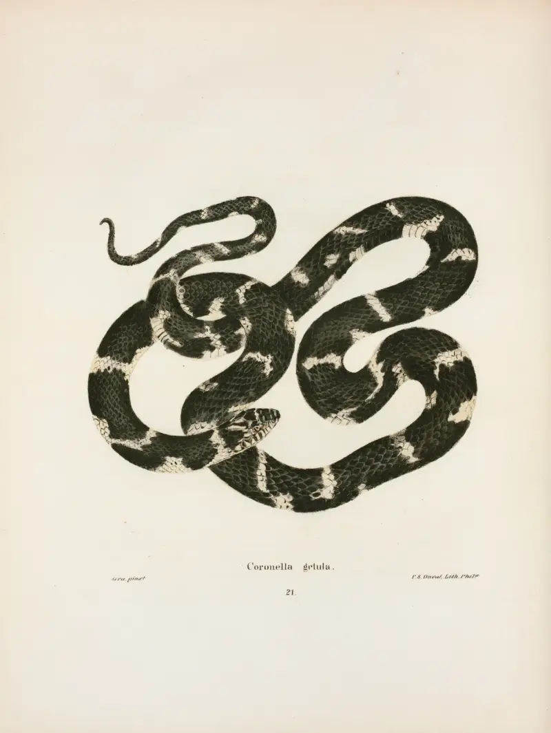 Coluber quadrivittatus, John Edwards Holbrook