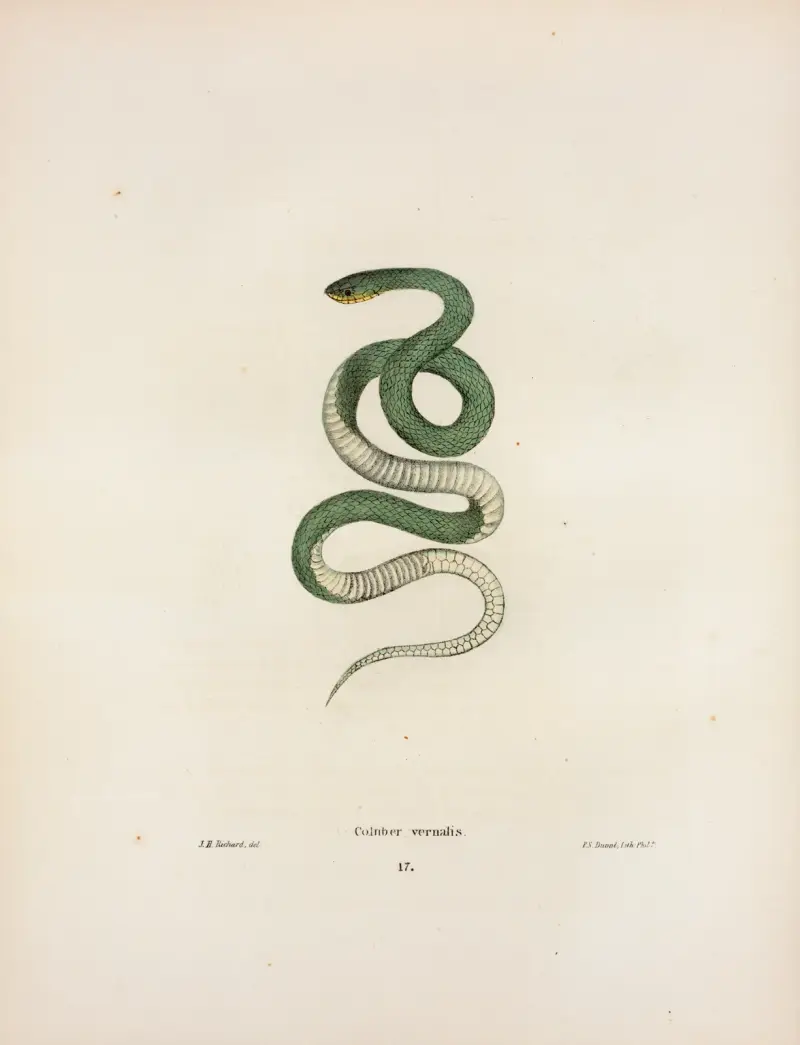 Coluber vernalis. av John Edwards Holbrook