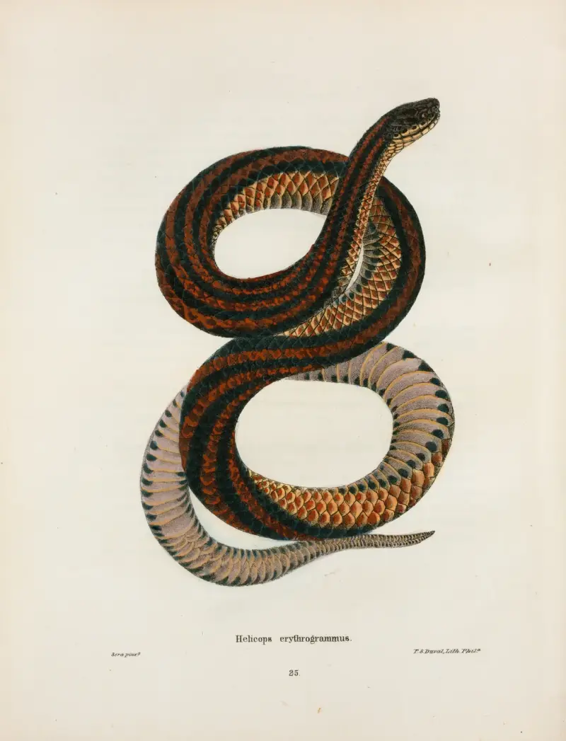 Coronella doliata, John Edwards Holbrook