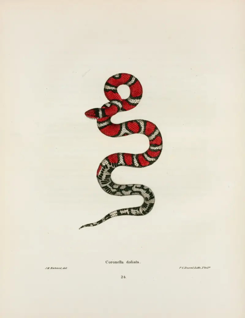 Coronella rhombo-maculata. av John Edwards Holbrook