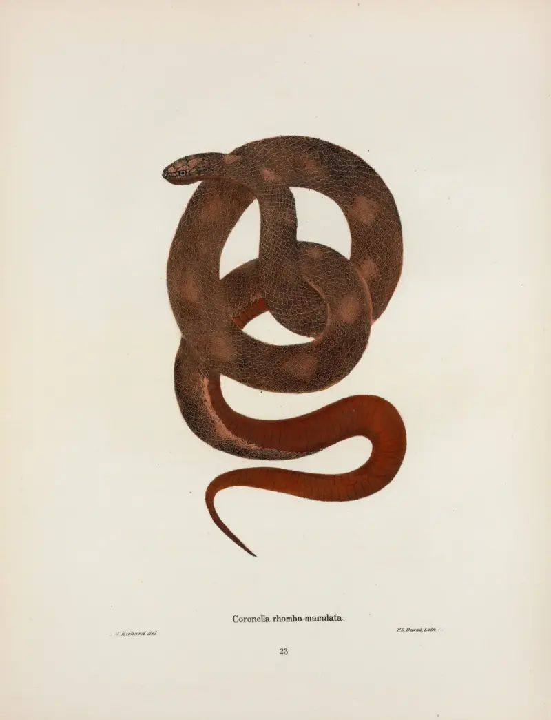 Coronella Sayi. av John Edwards Holbrook