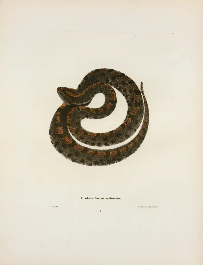 Crotalophorus miliarius von John Edwards Holbrook