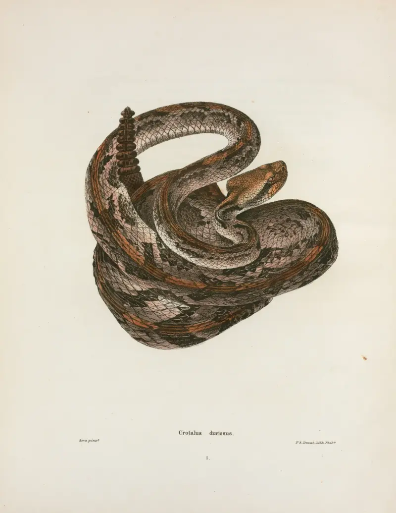 Crotalus durissus, John Edwards Holbrook