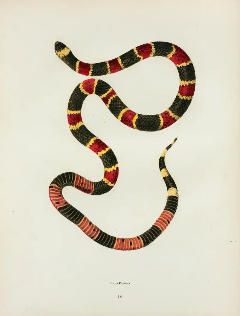 Elaps fulvius, John Edwards Holbrook