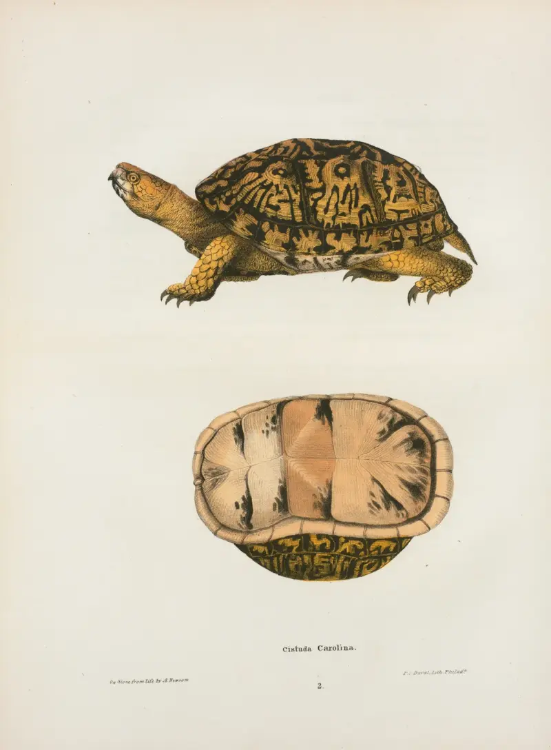 Emys reticulata. av John Edwards Holbrook